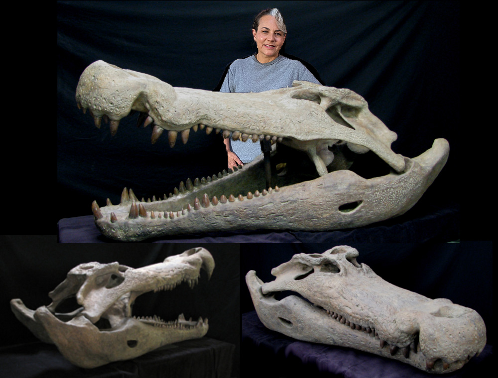 Deinosuchus Skull  Gaston Design, Inc.